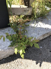 Koelreuteria paniculata