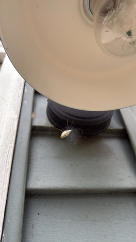 Banded Garden Spider