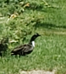 Anas platyrhynchos domesticus