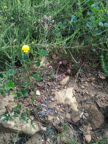 Zaluzianskya capensis
