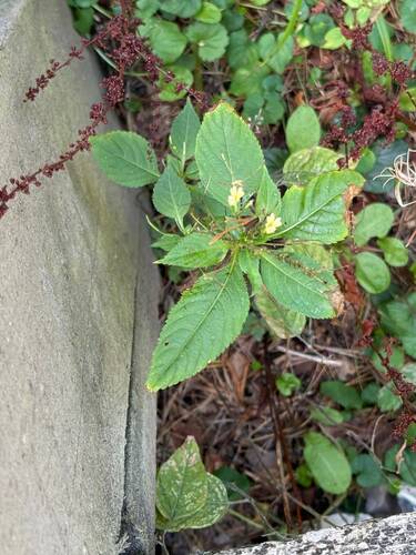Impatiens parviflora, photograph 6