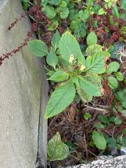 Impatiens parviflora, photograph (c) Tilgate Zoo, some rights reserved (CC BY)