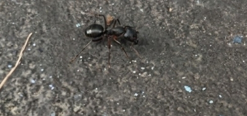 Indian Black Ant