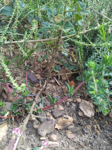 Erepsia anceps