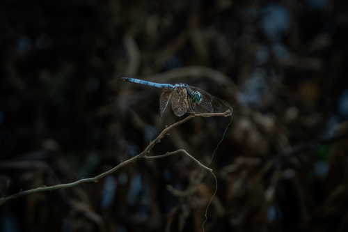 Blue Dasher