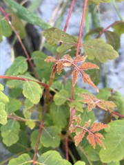 Koelreuteria paniculata