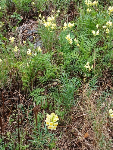 common toadflax