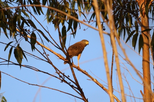 Roadside Hawk