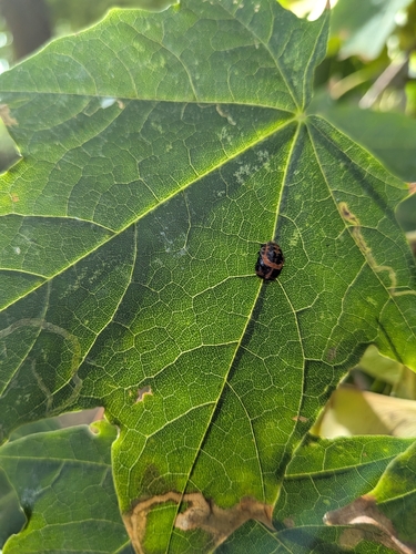 Asian Lady Beetle