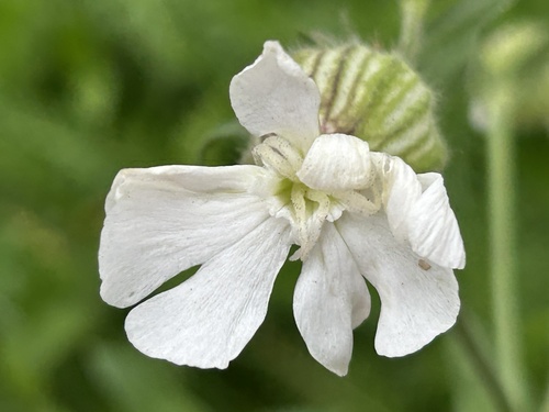 white campion