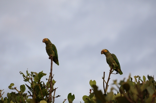 Yellow-faced Parrot