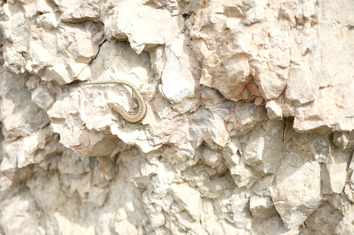 Common Wall Lizard