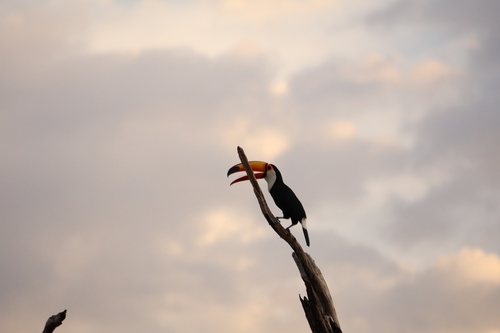 Toco Toucan