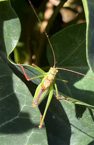 Speckled Bush-cricket