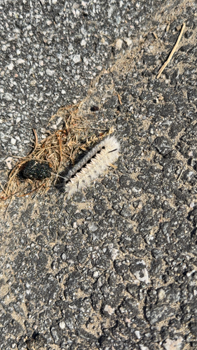 Hickory Tussock Moth