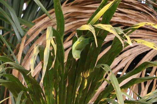 Yellow-chevroned Parakeet