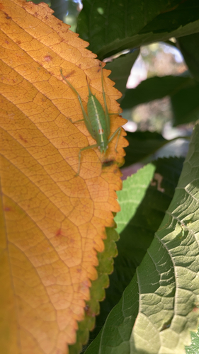 Southern Oak Bush-cricket