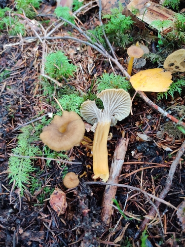 Yellowfoot