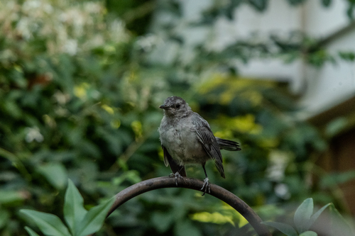 Gray Catbird