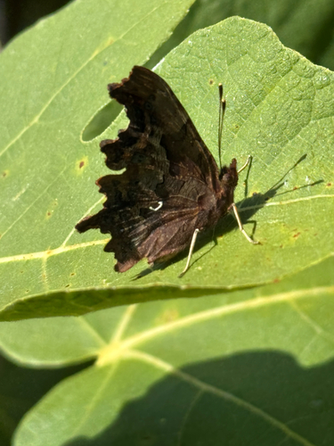 European Comma
