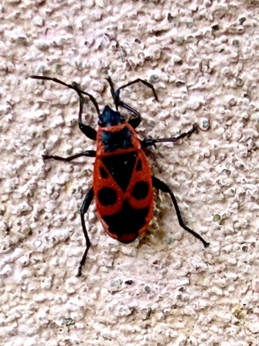European Firebug