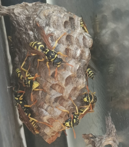 European Paper Wasp