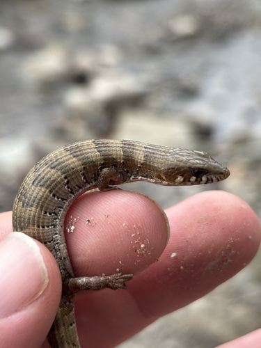 Madrean Alligator Lizard