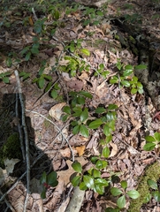 Gaultheria procumbens, photograph (c) Nick Kleinschmidt, some rights reserved (CC BY)