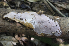 Rhodofomitopsis feei