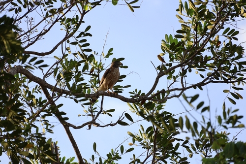 Roadside Hawk