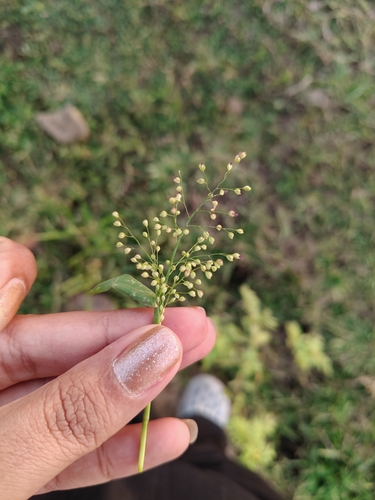 Isachne globosa observed 2026-09-24
