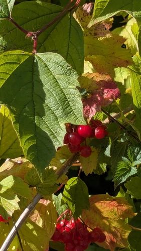 guelder-rose