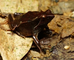 Physalaemus lateristriga