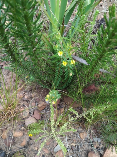 Gnidia juniperifolia
