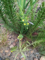 Gnidia juniperifolia
