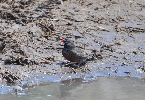 iNaturalist image