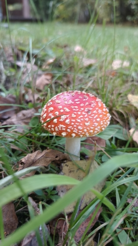 Fly Agaric