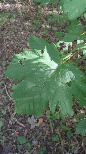 sycamore maple