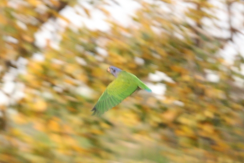 Blue-headed Parrot