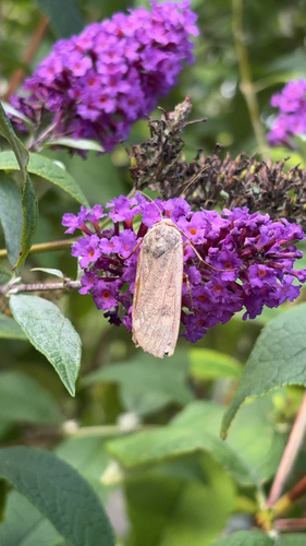 Large Yellow Underwing