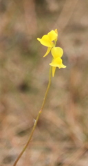 Utricularia cornuta