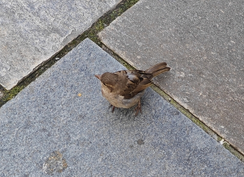 House Sparrow
