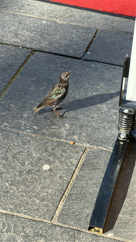 European Starling