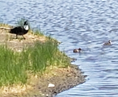 Anas platyrhynchos domesticus