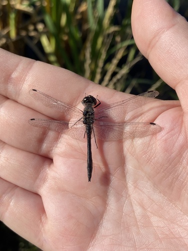 Black Meadowhawk