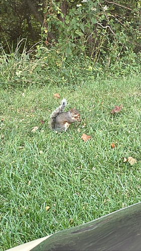 Eastern Gray Squirrel