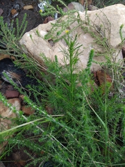 (c) James Deacon, some rights reserved (CC BY-SA) Psoralea pinnata, photograph (c) James Deacon, some rights reserved (CC BY-SA)