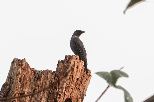 Coracina striata observed 2026-09-19