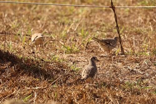 Scaled Dove
