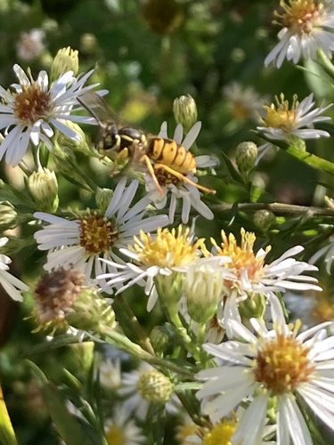 Eastern Yellowjacket